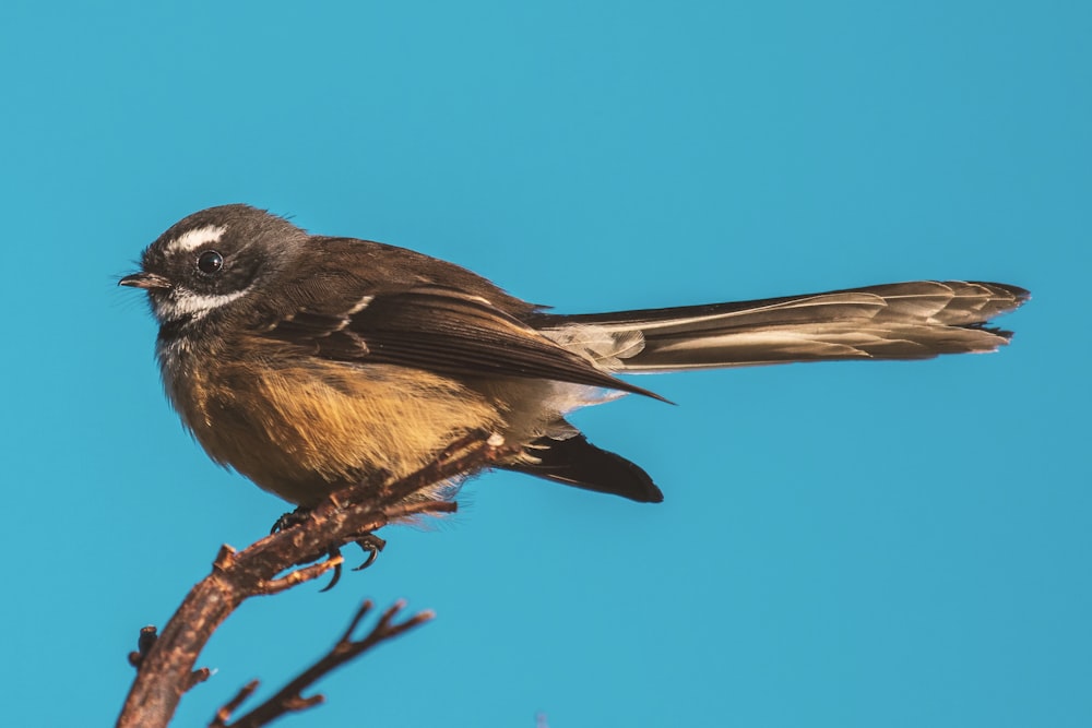 brown and black bird on brown tree branch during daytime