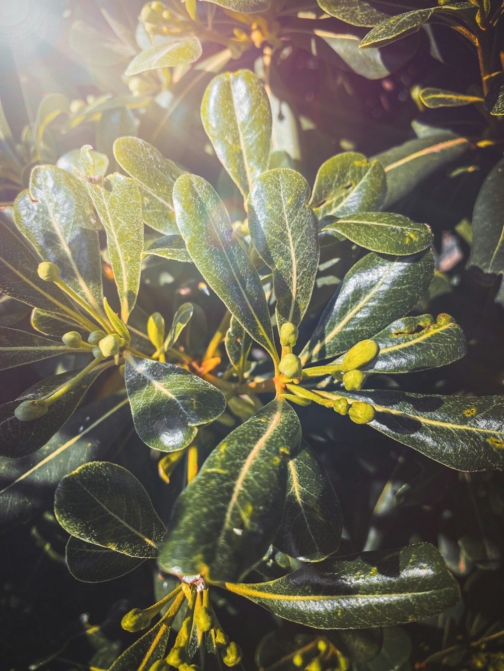 folhas verdes e amarelas com gotículas de água