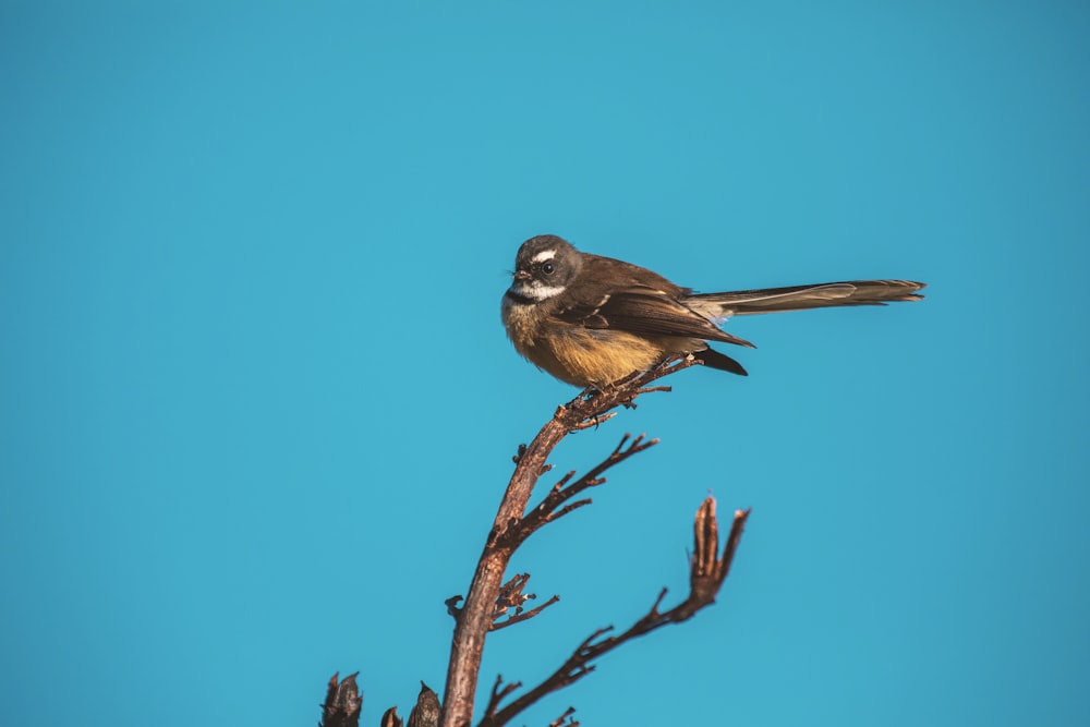 brown bird on brown tree branch during daytime