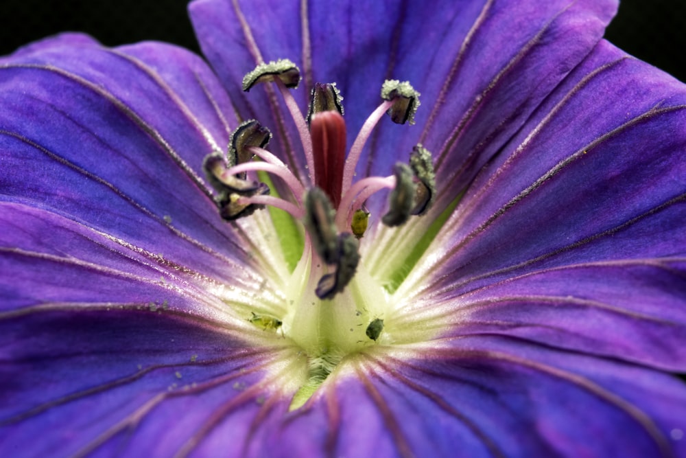 purple flower in macro shot