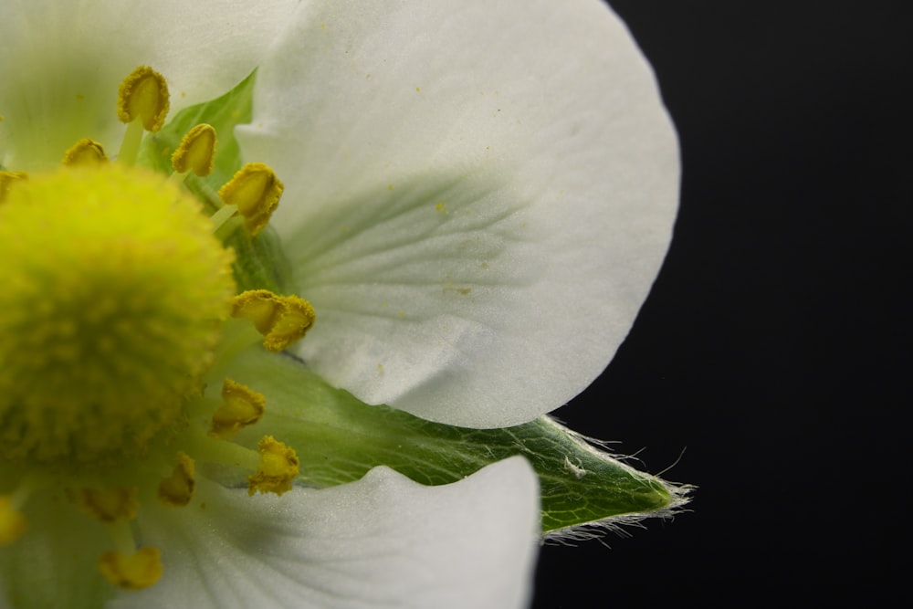 white and yellow flower in close up photography