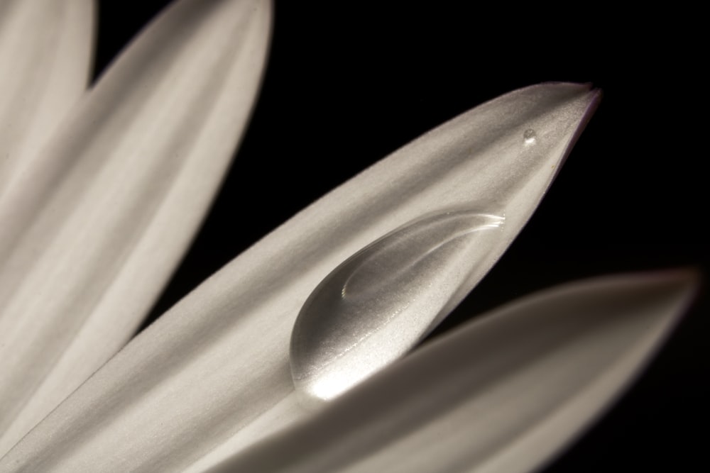 macro photography of white and purple flower