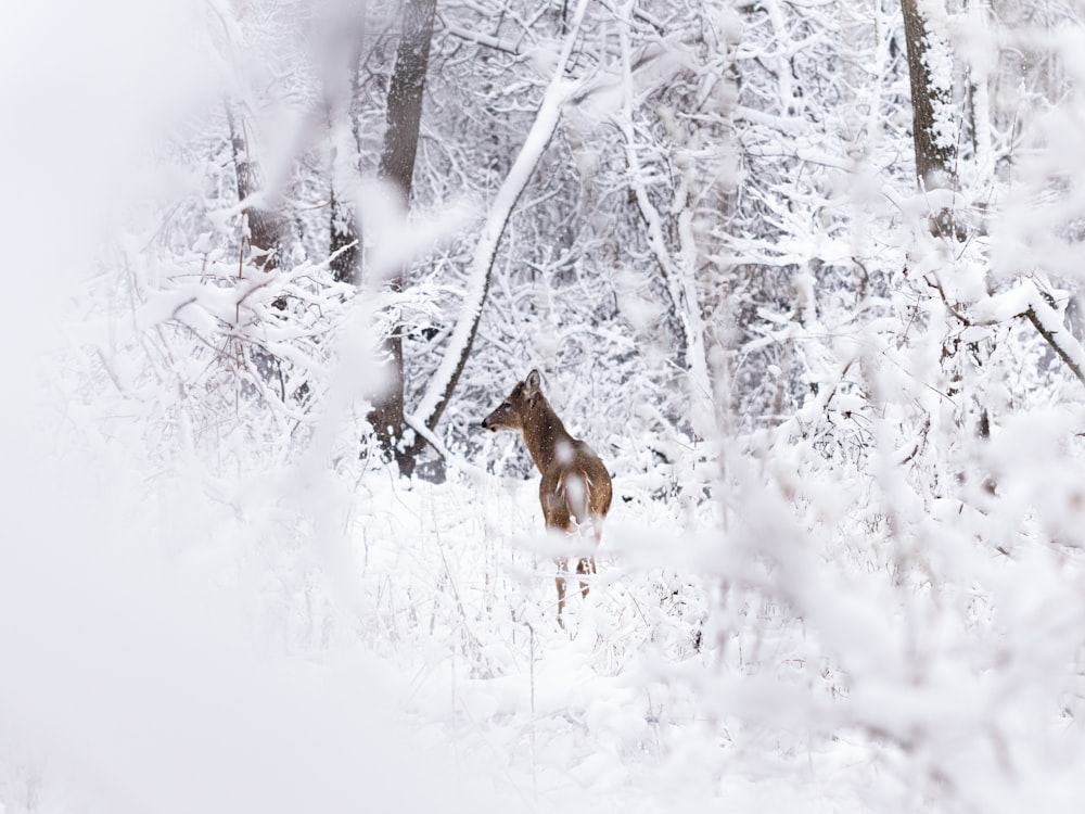 raposa marrom e branca no solo coberto de neve durante o dia