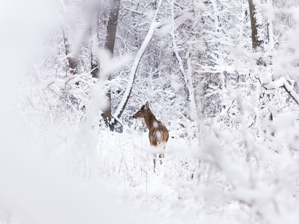 Zorro marrón y blanco en suelo cubierto de nieve durante el día