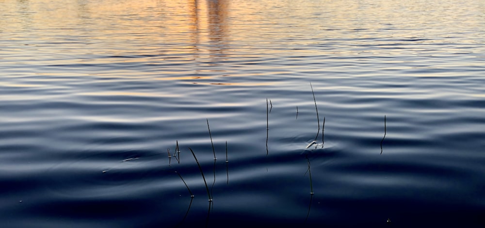 body of water during daytime