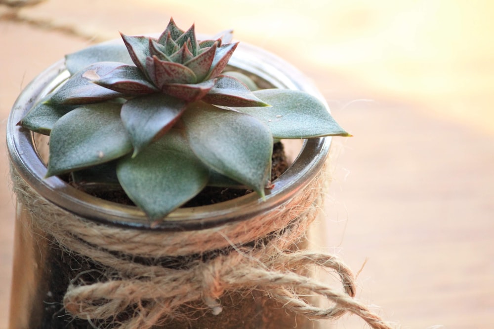 green succulent plant on brown pot