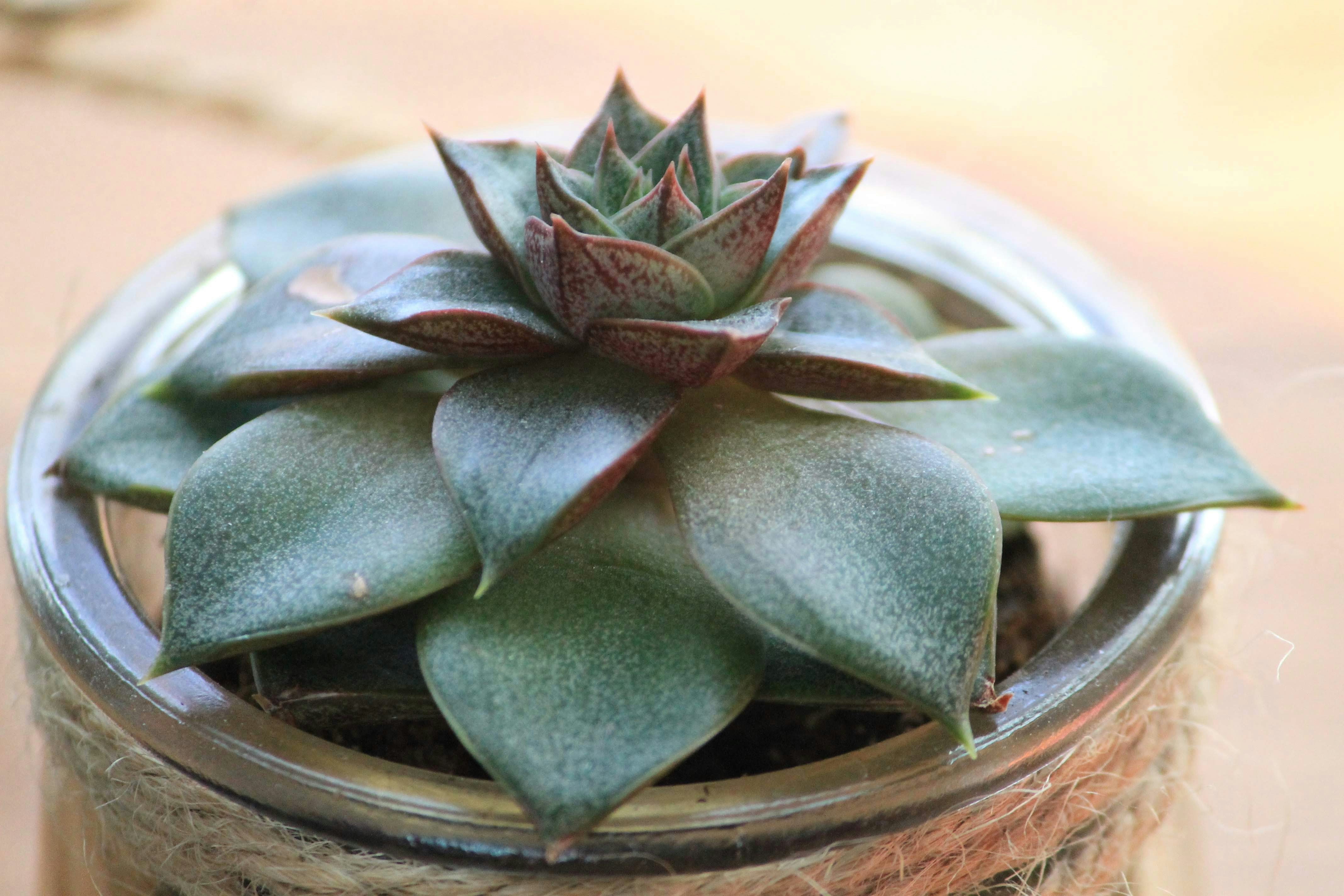 Photo by issaphotography