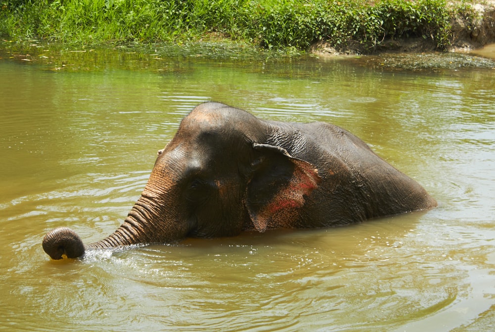 elephant on body of water during daytime