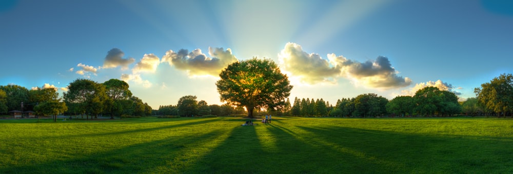 green grass field with trees under blue sky during daytime