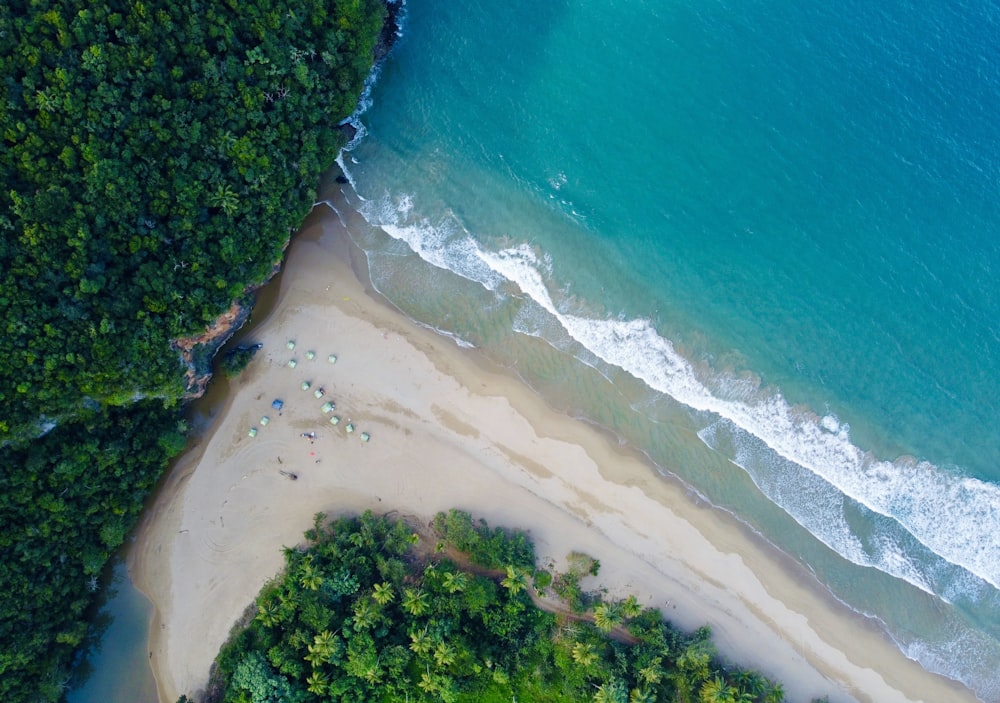 aerial view of green trees beside body of water during daytime