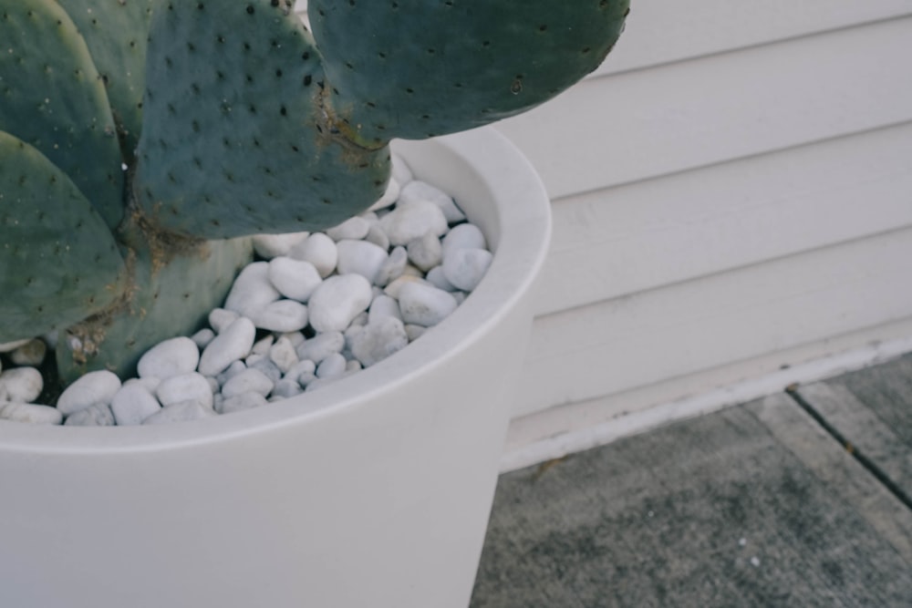 green cactus in white plastic pot