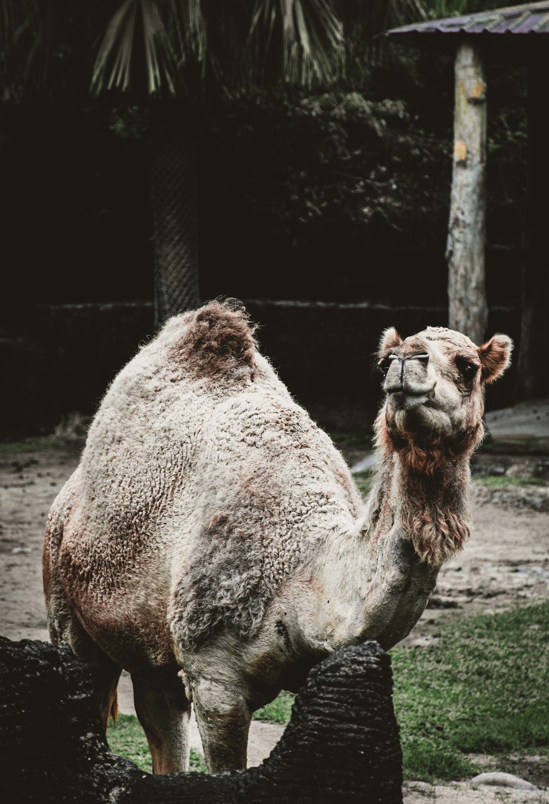 brown camel in front of black metal fence during daytime