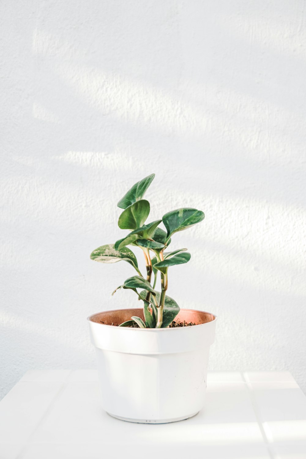 um vaso de planta sentado em cima de uma mesa branca