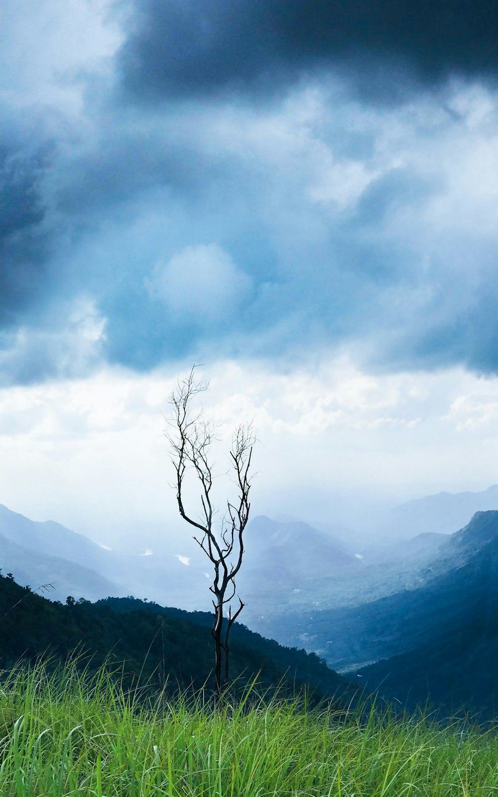 bare tree on mountain under cloudy sky during daytime