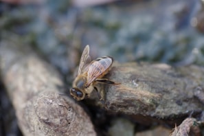 Close-up of a varroa mite clinging to a honeybee, highlighting the threat to Australian bees