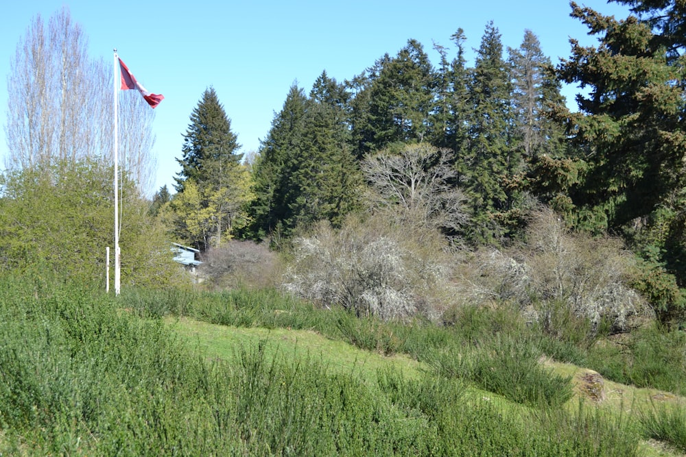 green grass field with trees under blue sky during daytime