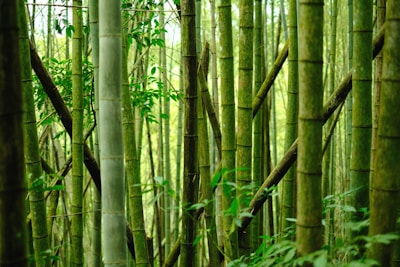 Tall bamboo stalks stand closely together in a dense forest, their green hues blending with the lush foliage surrounding them. The vertical lines of the bamboo create a sense of rhythm and harmony in the natural setting.