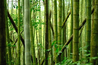 Tall bamboo stalks stand closely together in a dense forest, their green hues blending with the lush foliage surrounding them. The vertical lines of the bamboo create a sense of rhythm and harmony in the natural setting.