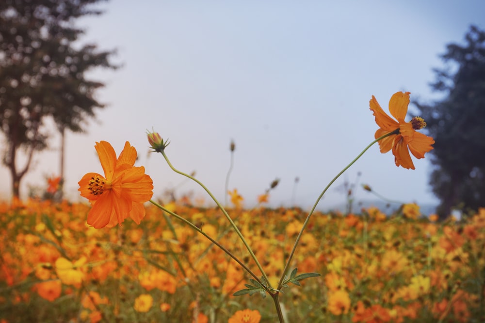 yellow flower in tilt shift lens