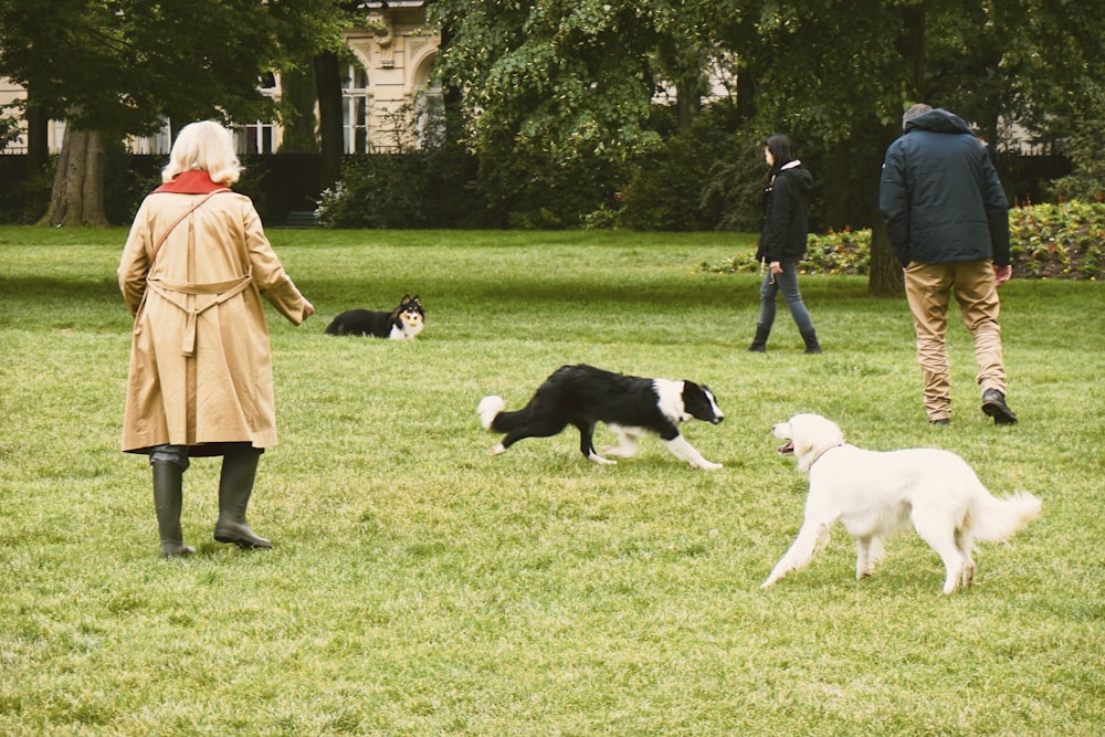 woman in brown coat walking with white and black short coat medium dog on green grass