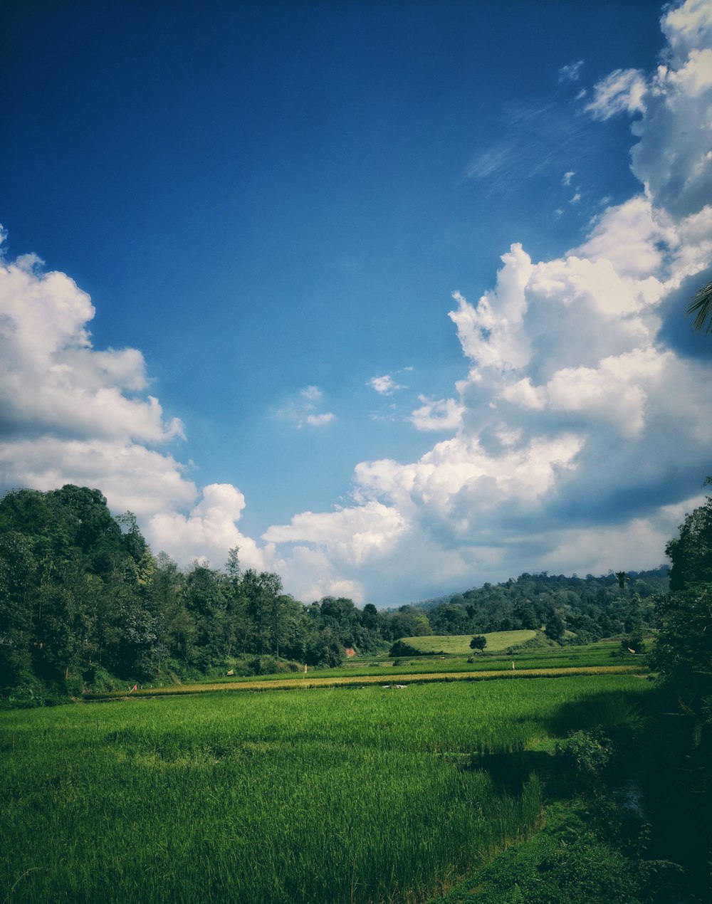 green grass field under blue sky during daytime