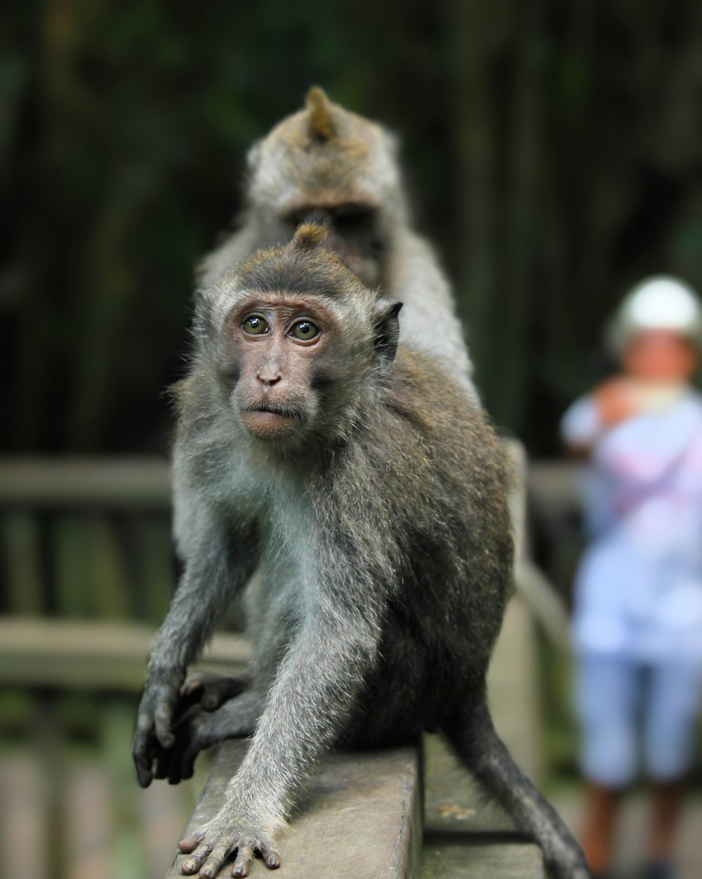 brown monkey sitting on brown wooden fence during daytime