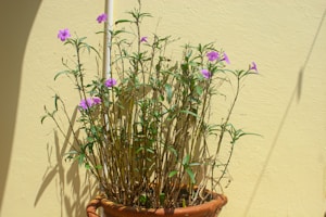 Planta Nativa