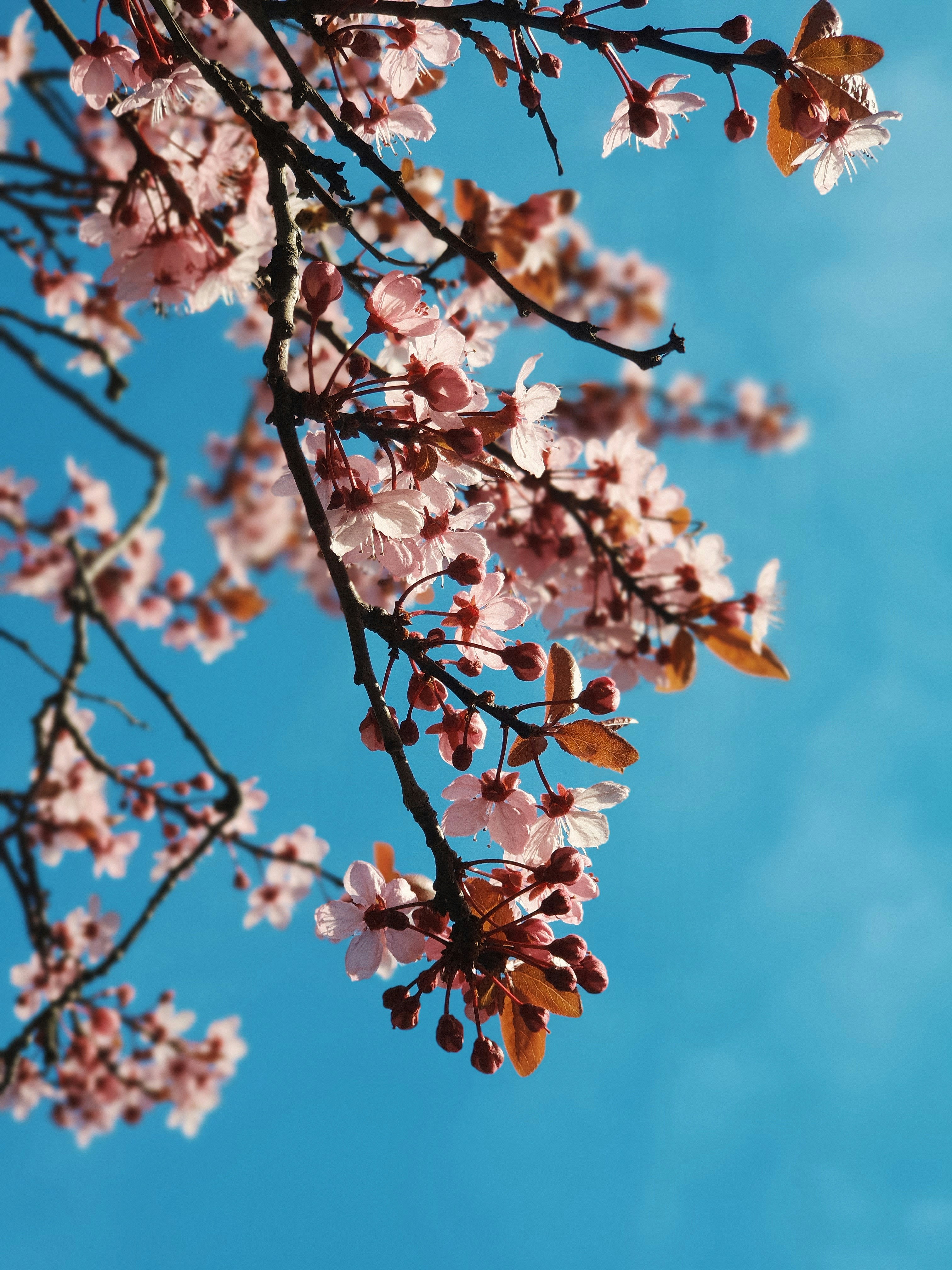 pink and white cherry blossom tree