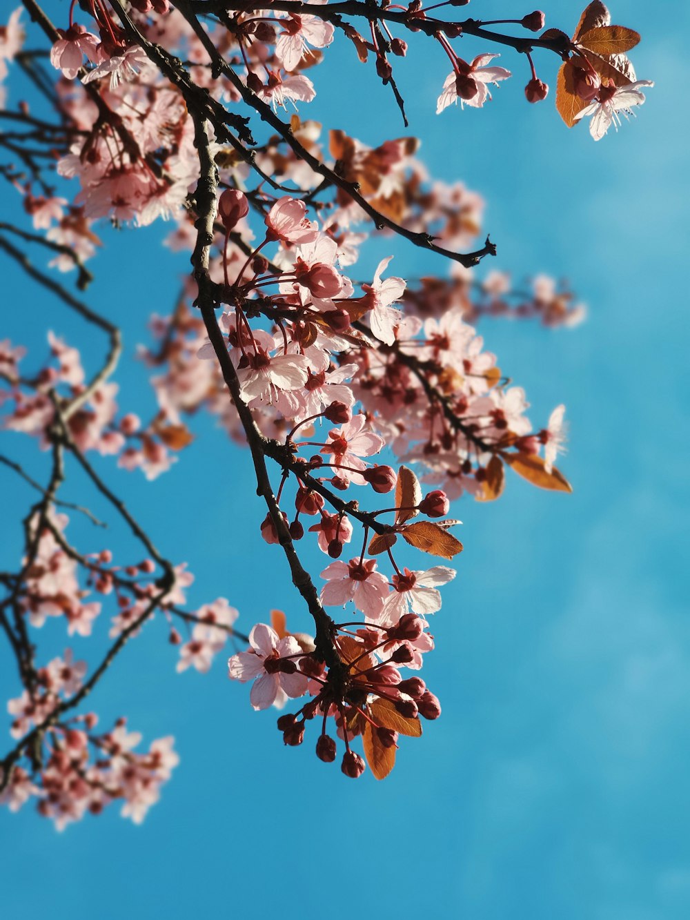 pink and white cherry blossom tree