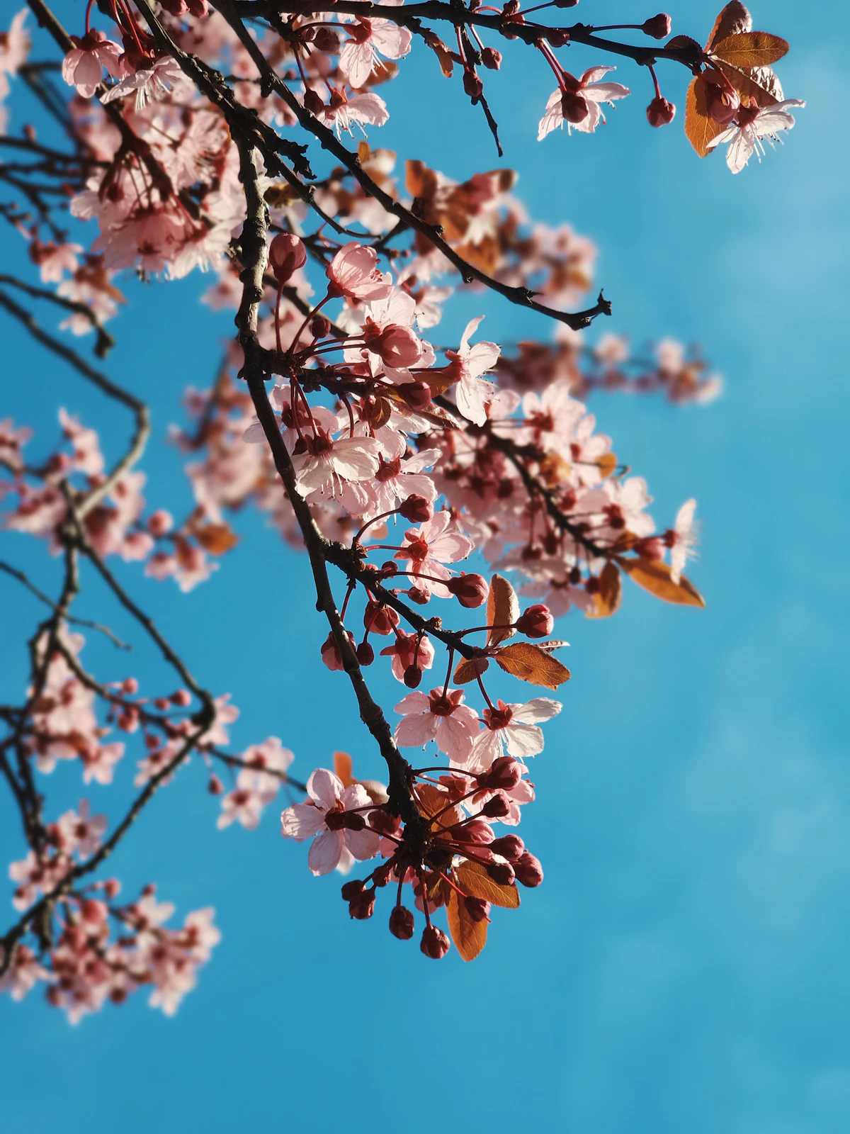 Cherry blossom branches covered in pink flowers against a clear blue sky
