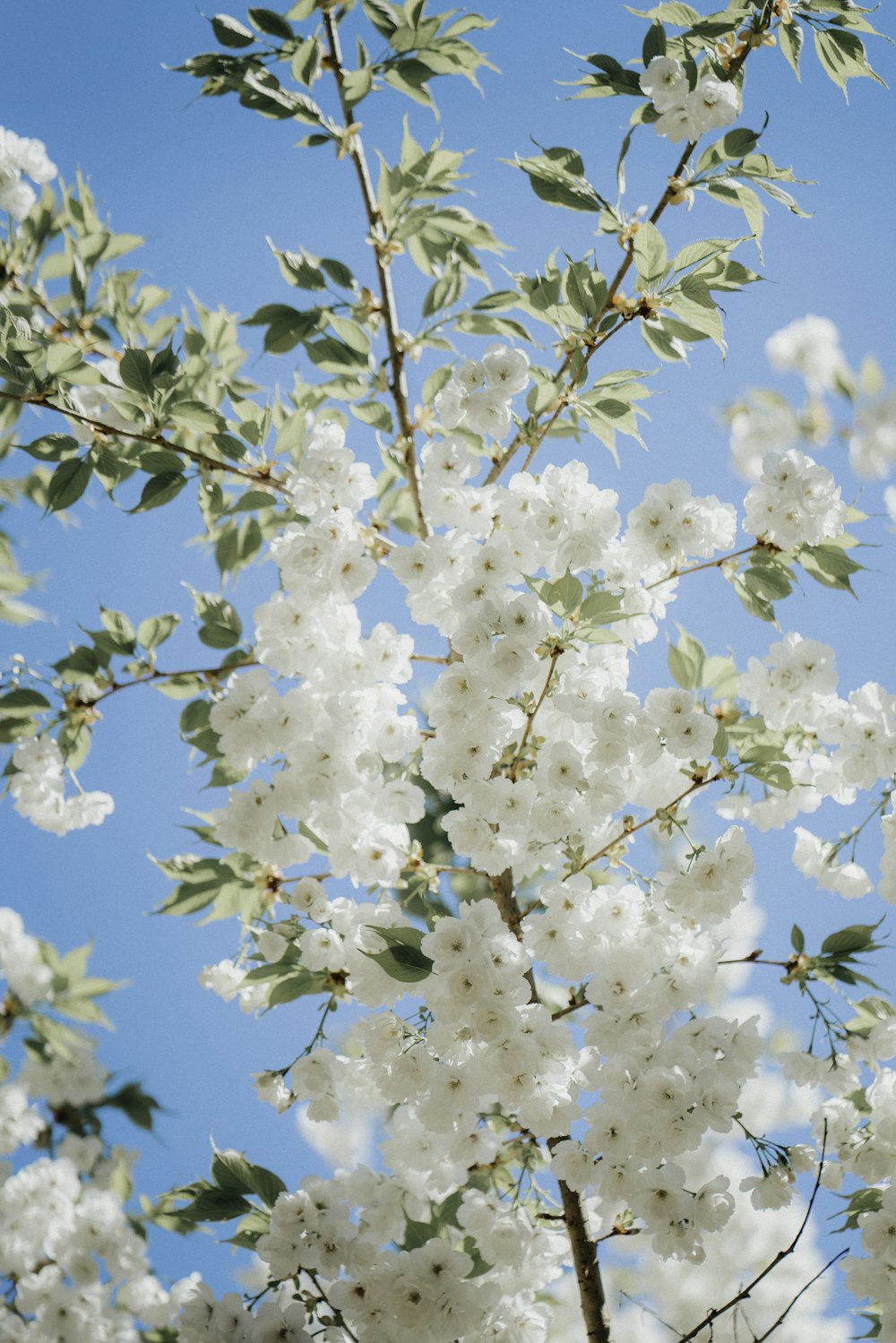 white cherry blossom in bloom during daytime