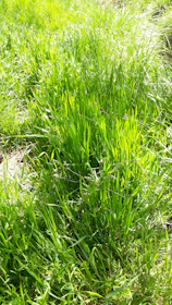 Sunlit garden showing a thick, moss-free turf with healthy roots.