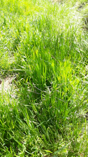Sunlit garden showing a thick, moss-free turf with healthy roots.