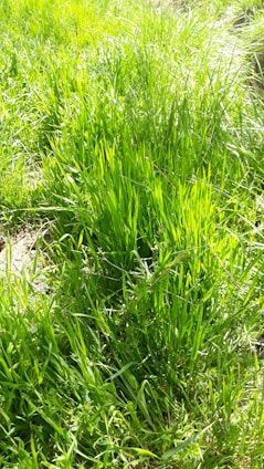 A lush green lawn showcasing healthy soil and vibrant grass.
