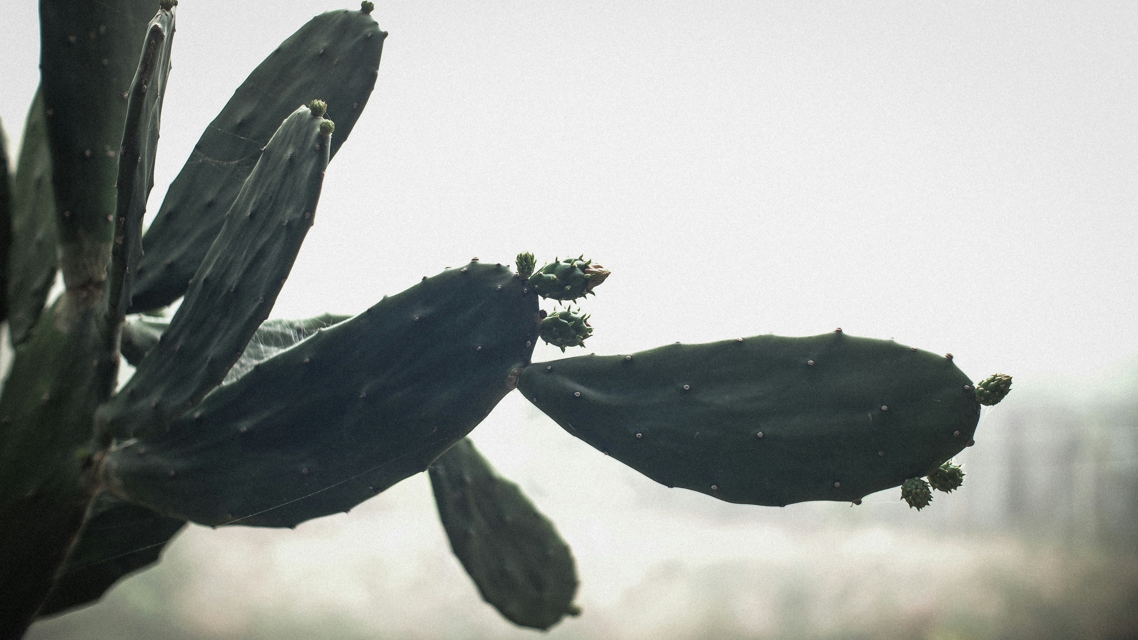 green leaf plant with water droplets