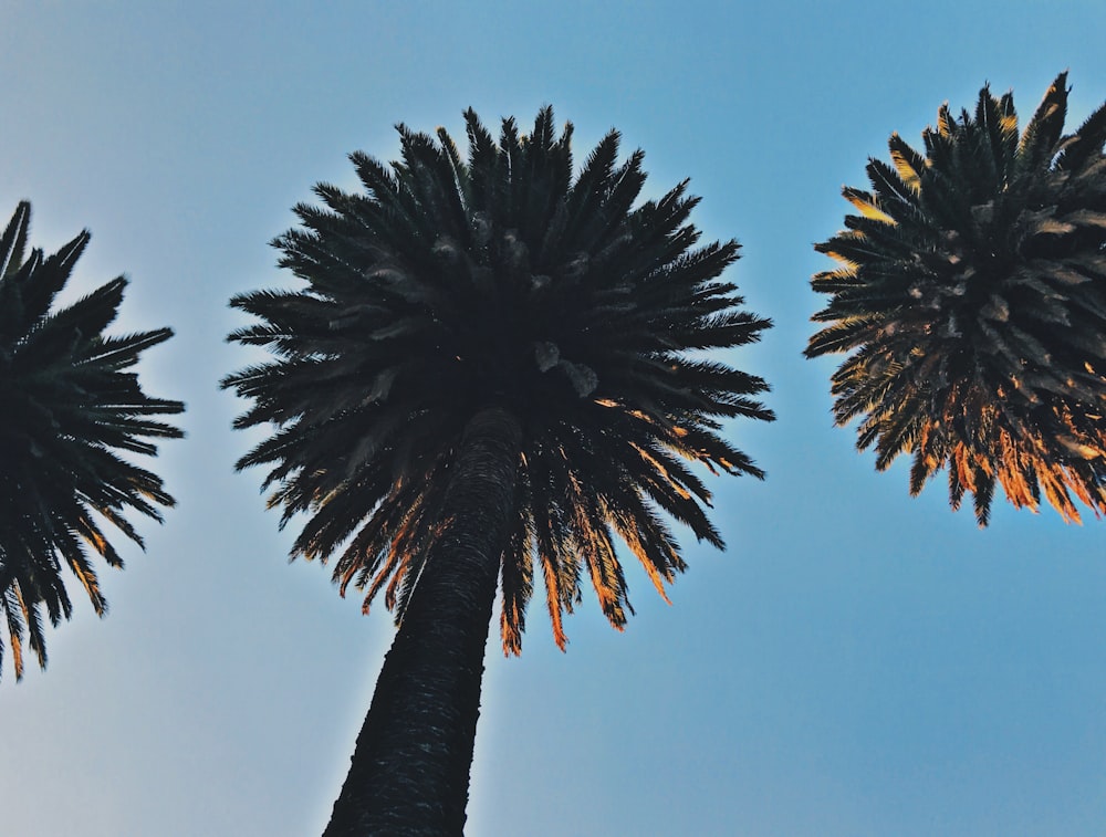 black palm tree under blue sky during daytime