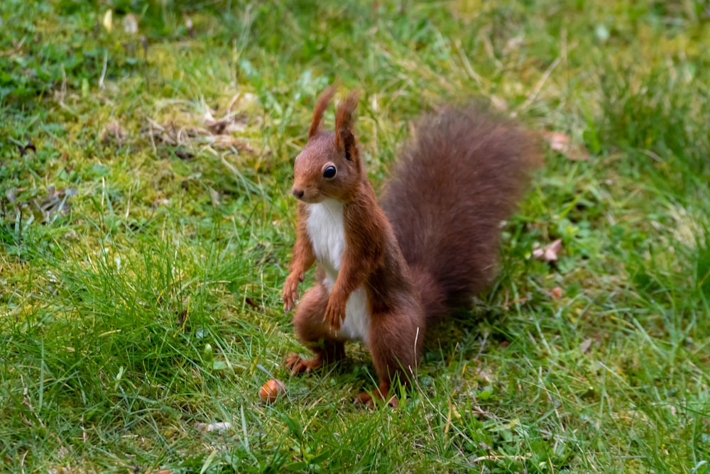 brown squirrel on green grass during daytime