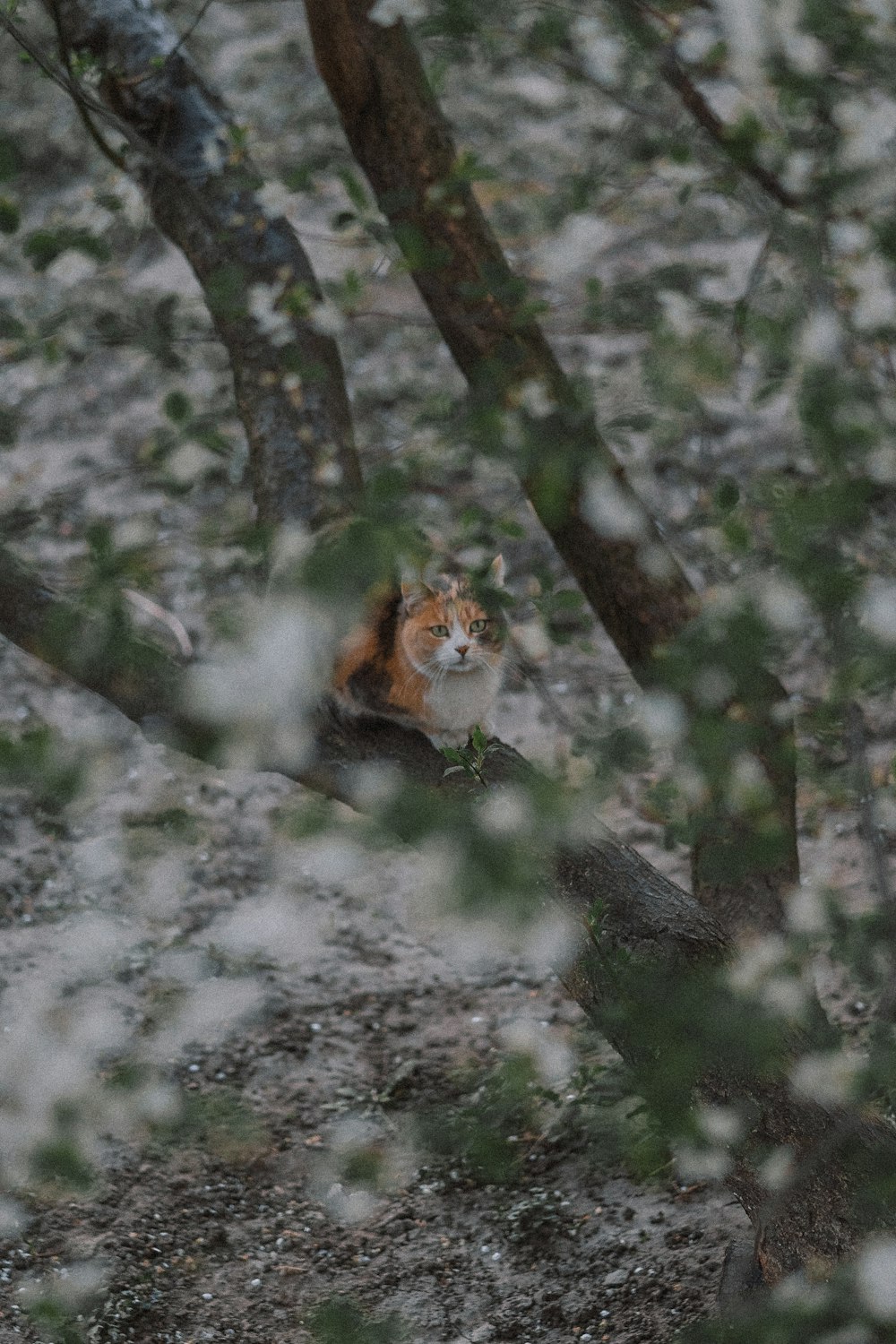 brown and white cat on tree branch