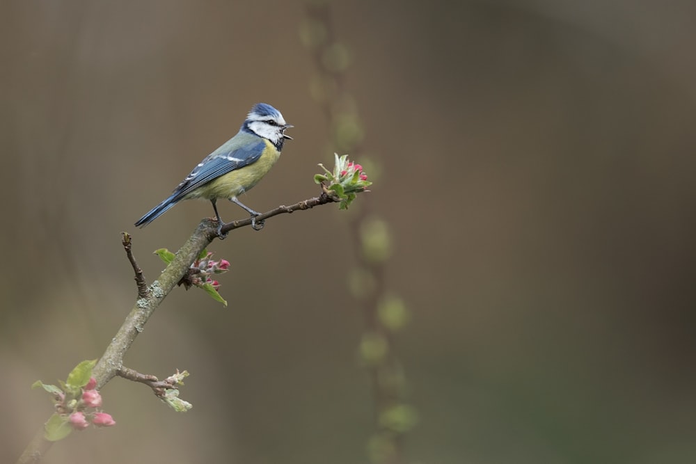 blue and white bird on green plant