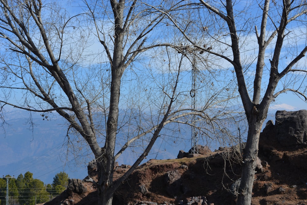 bare trees on brown rock formation under blue sky during daytime