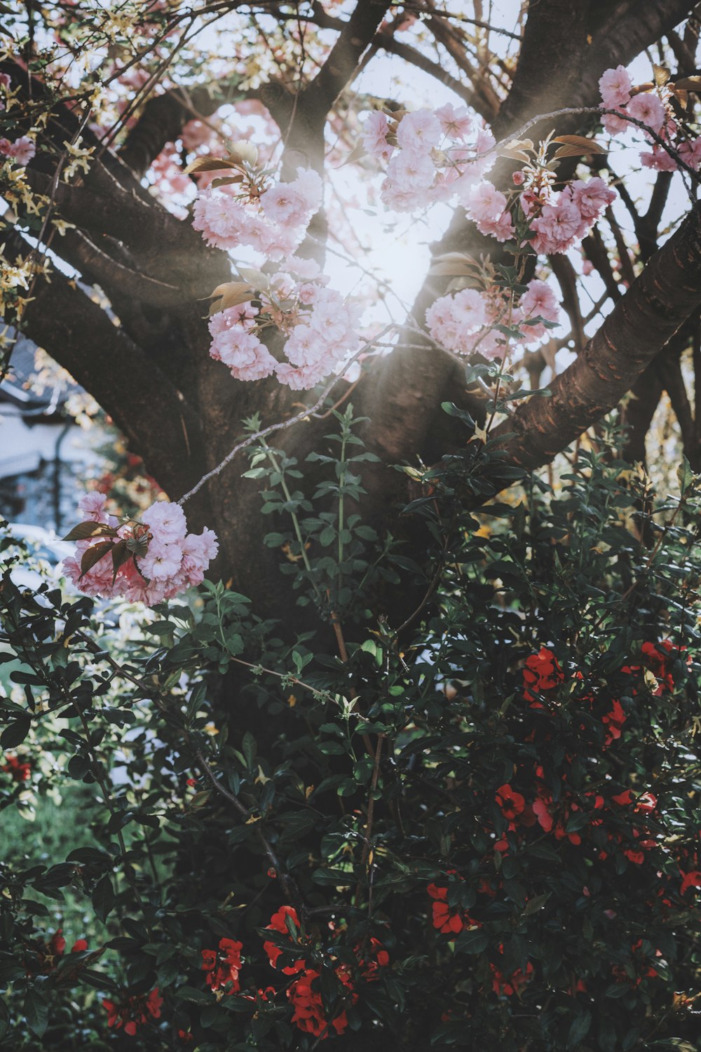 pink flowers on brown tree branch