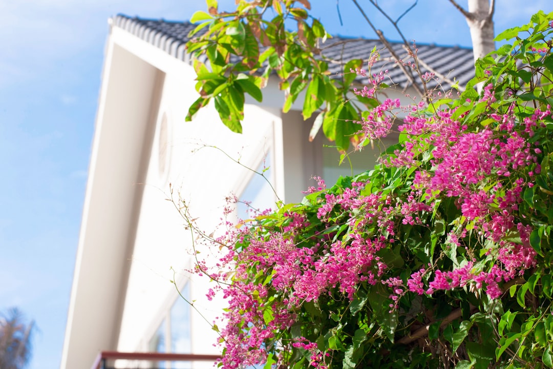 pink flowers with green leaves