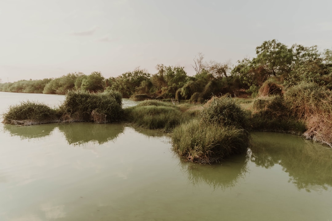 green grass near body of water during daytime