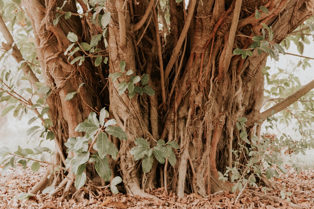 green leaves on brown tree trunk