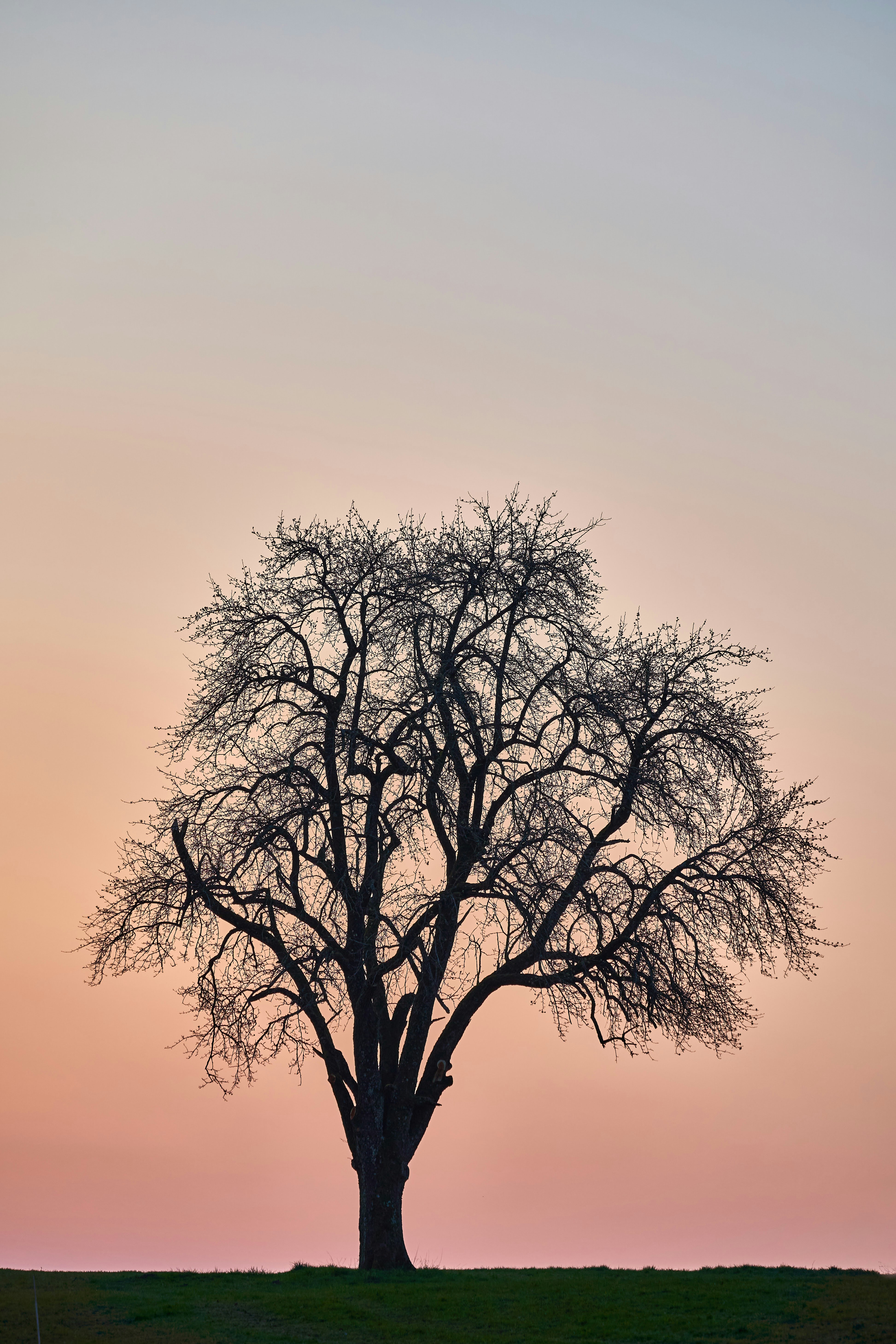 Photo by wolfgang_hasselmann