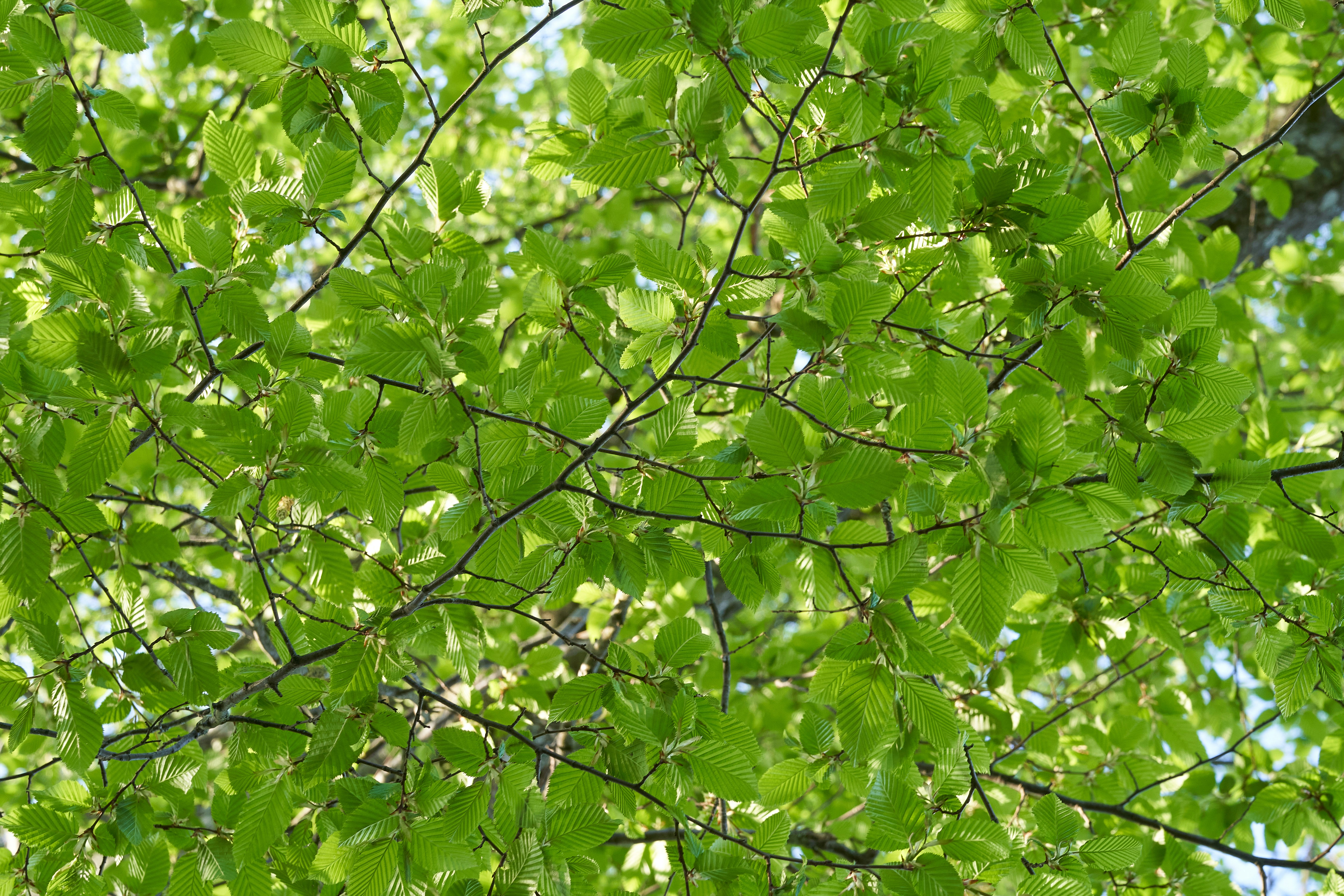 Photo by wolfgang_hasselmann