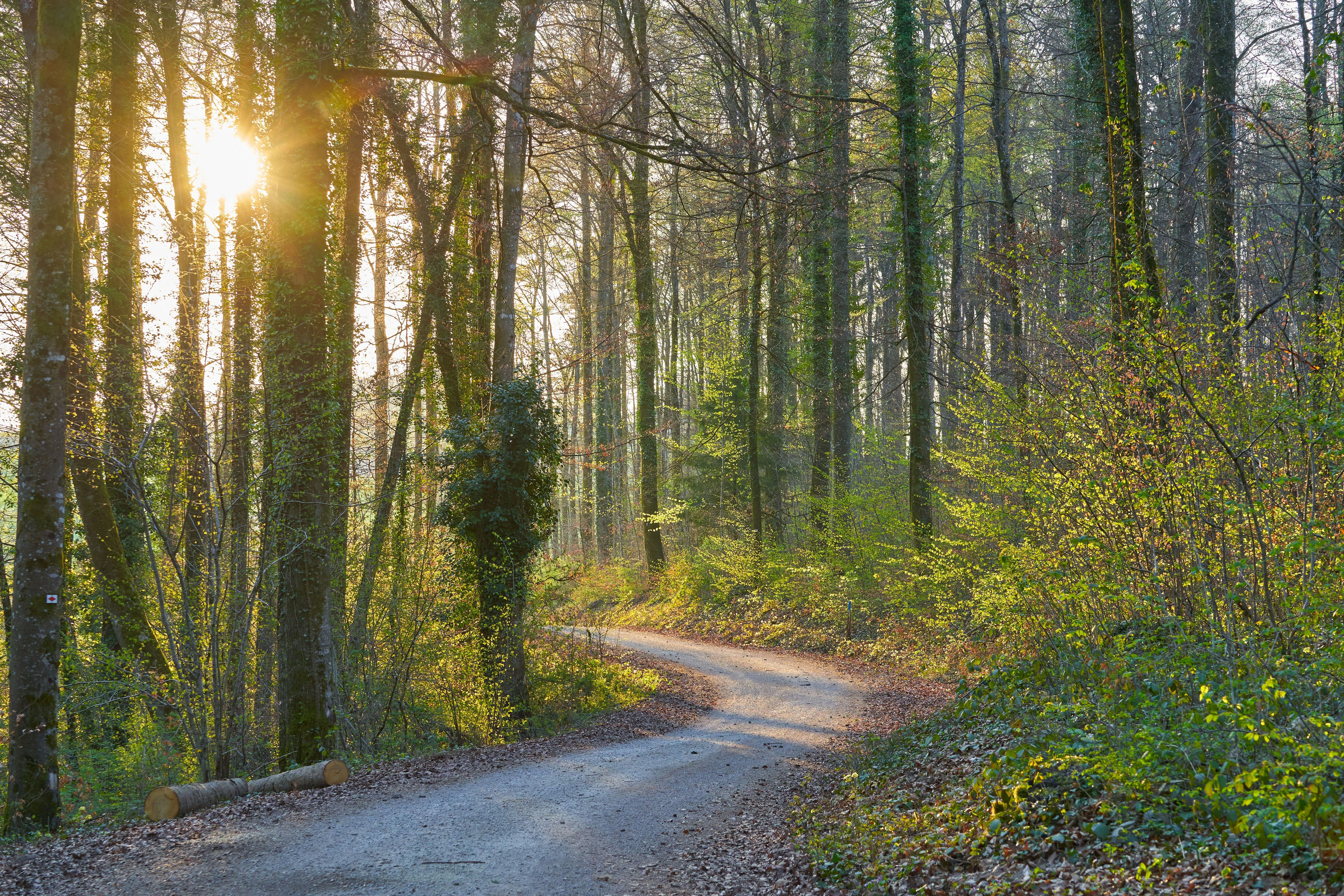 Photo by wolfgang_hasselmann