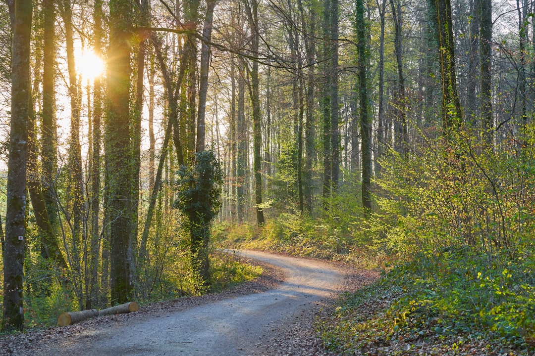 gray road between green trees during daytime