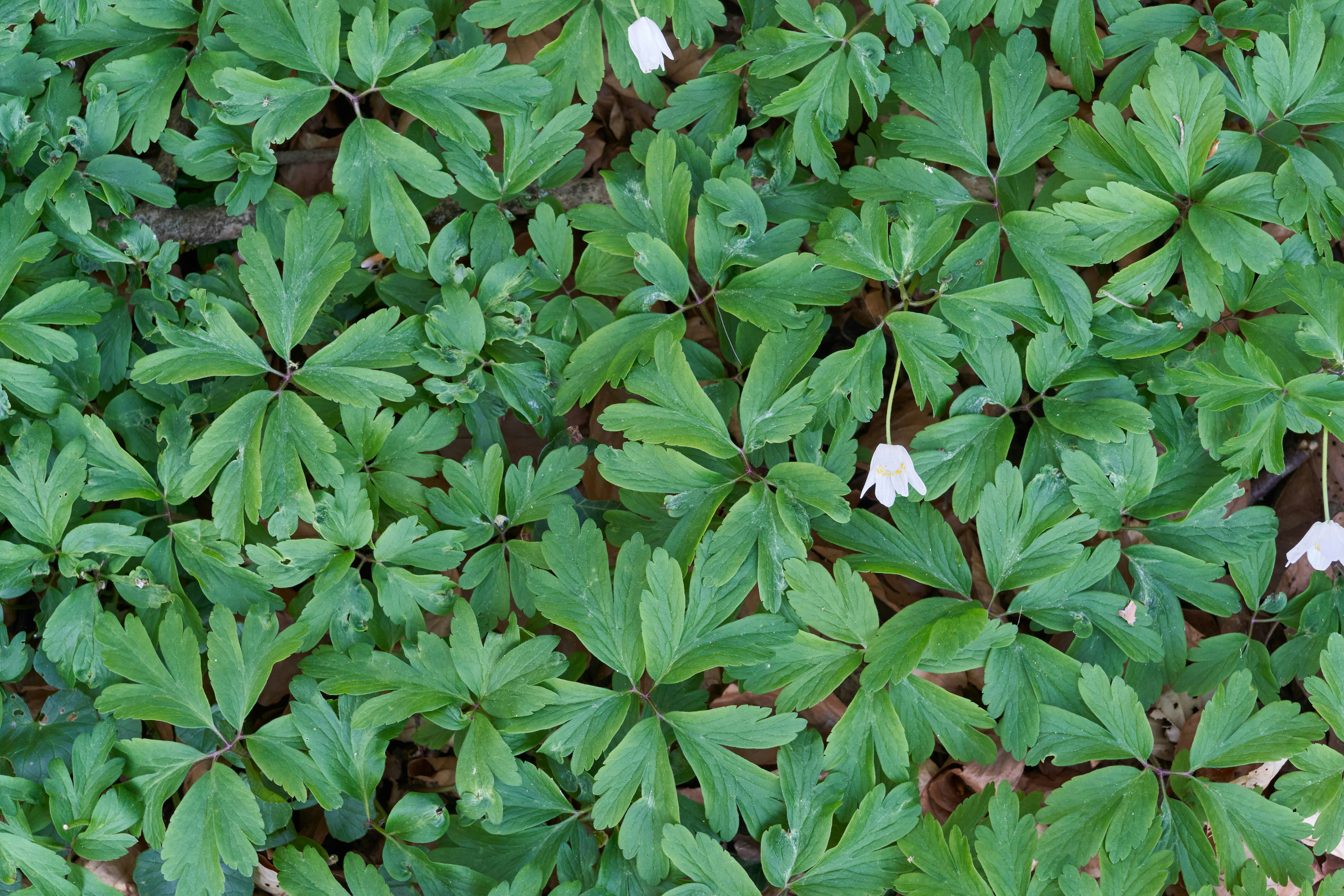 Photo by wolfgang_hasselmann