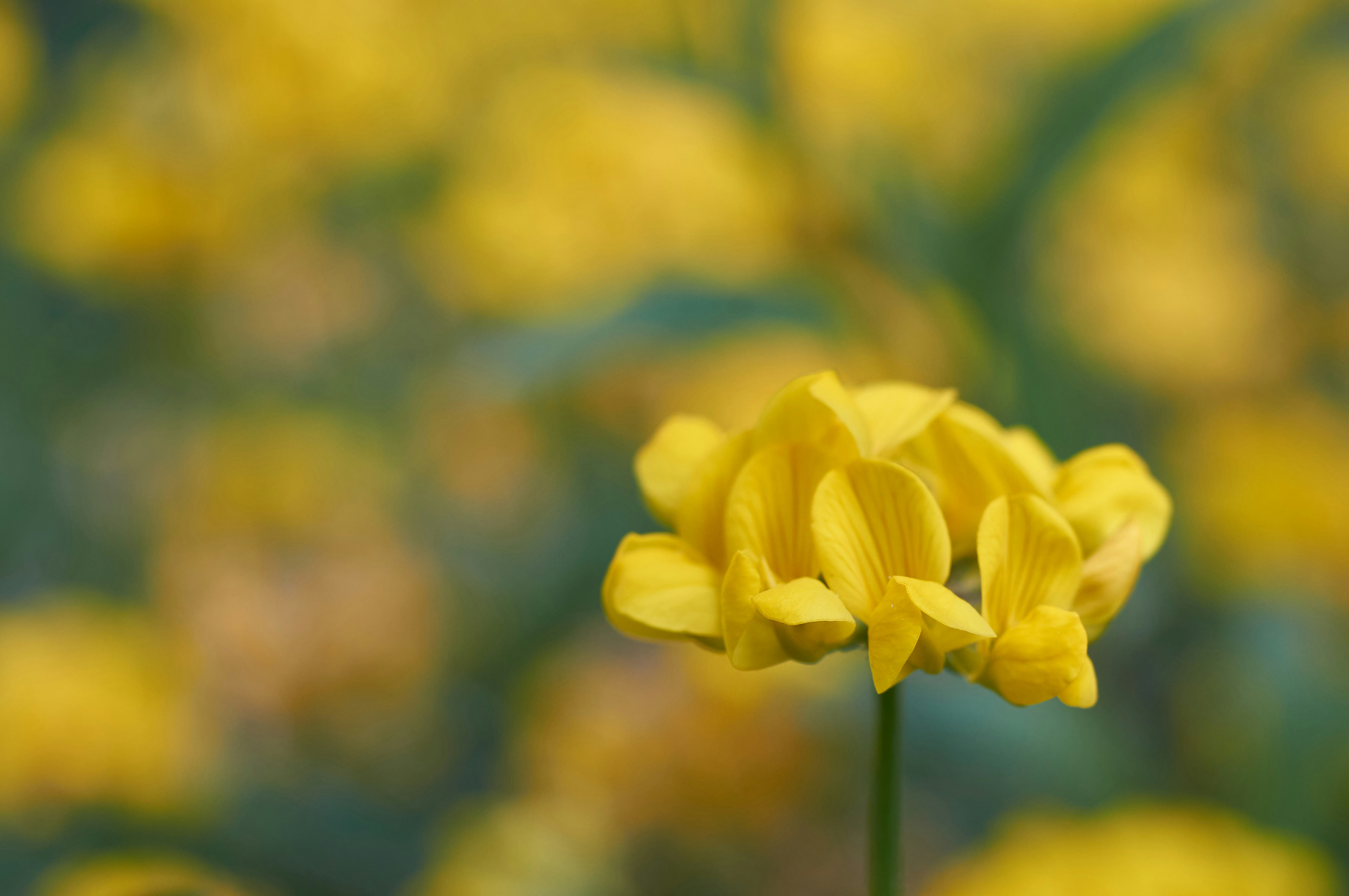 Photo by wolfgang_hasselmann